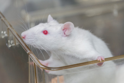Генетики вивария: «Мышиный характер – не сказки»