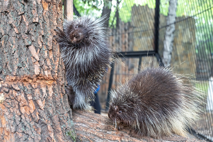 Уязвимые грызуны с тысячами иголок появились в Новосибирском зоопарке