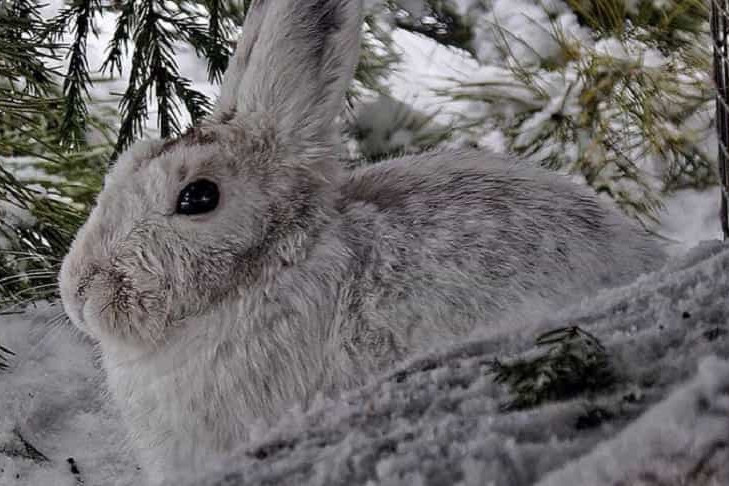 Новосибирский зоопарк подарил пять зайцев-беляков Деду Морозу