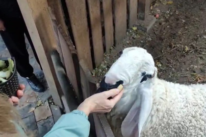 Какие животные погибли во время пожара в Новосибирском зоопарке