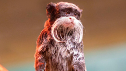 14 декабря отмечается Международный день обезьян.