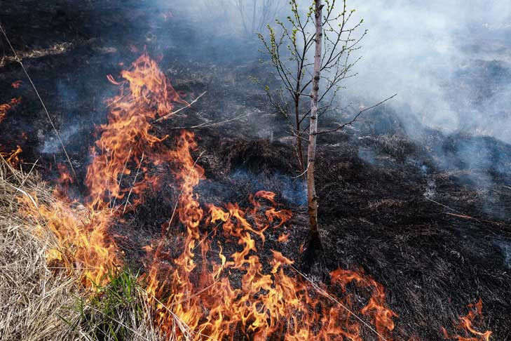 Первые ландшафтные пожары придут в Новосибирск после 10 апреля