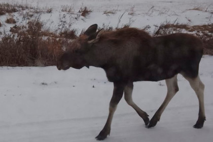 Огромный дикий зверь заблокировал трассу в Новосибирской области