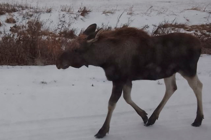Огромный дикий зверь заблокировал трассу в Новосибирской области
