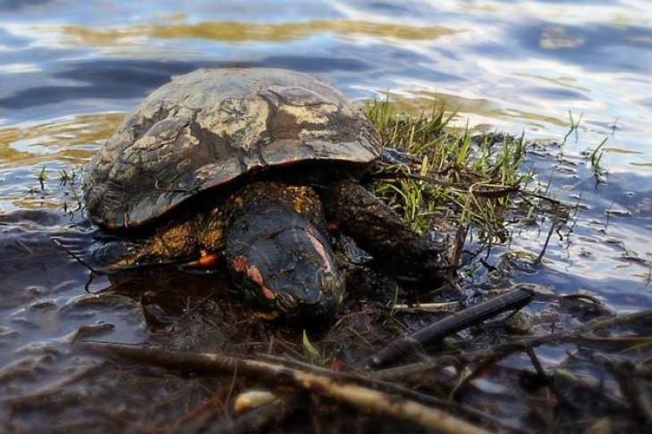 Огромную мертвую черепаху поймал житель Новосибирска