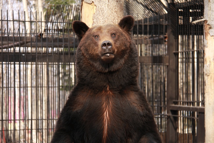 Медведя-сладкоежку отстрелят после нападения на пасеку под Новосибирском