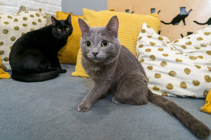 В Новосибирске суд выселил 70 кошек из однокомнатной квартиры семьи Стыщенко