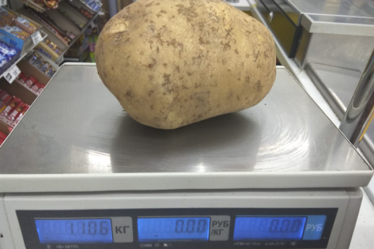Картофелину весом больше 1 кг новосибирцы представили на конкурс