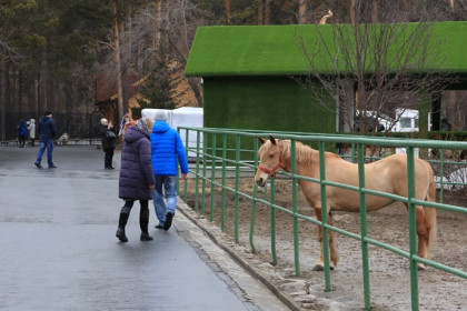 Новосибирский зоопарк выдаст пенсионерам скандинавские палки и вернет пенсионный возраст
