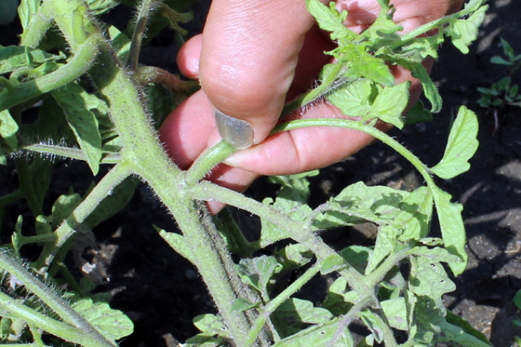 Пасынкование помидоров и полив: секреты хорошего урожая