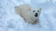 В Новосибирском зоопарке у белых медведей родился сын