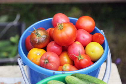 Готовим помидоры на зиму: топ лучших рецептов от вяленых томатов до аджики