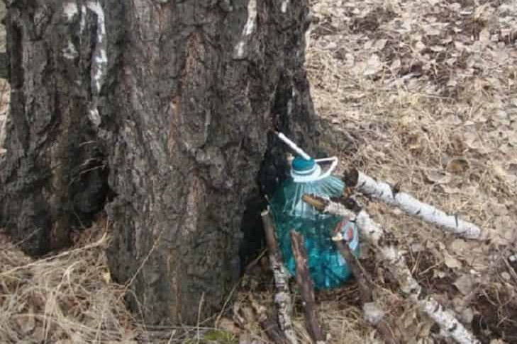 Сокодвижение началось у берез в Новосибирской области