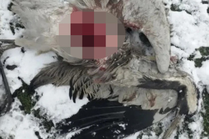 Бродячая собака загрызла белого журавля под Новосибирском