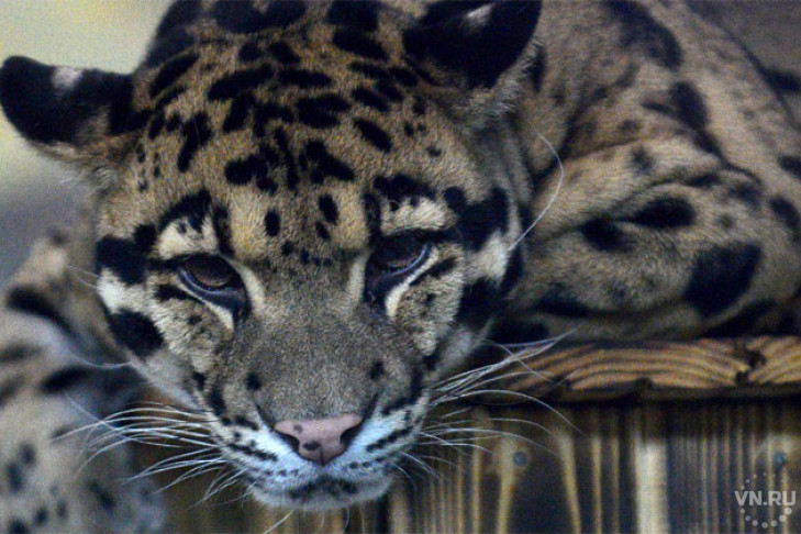 «Убивают партнера за секунды»: о леопардах рассказал Новосибирский зоопарк