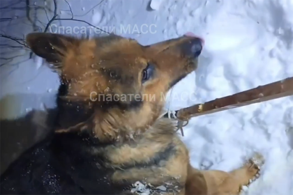 Новосибирцы наткнулись на капканы в Заельцовском бору — пострадала собака