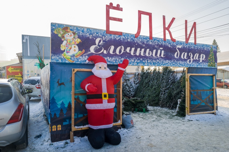 Новогодних ёлок с клещами испугались жители Новосибирской области