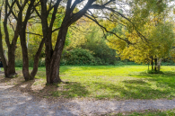 Американский клён в Новосибирске внесли в список опасных инвазивных видов