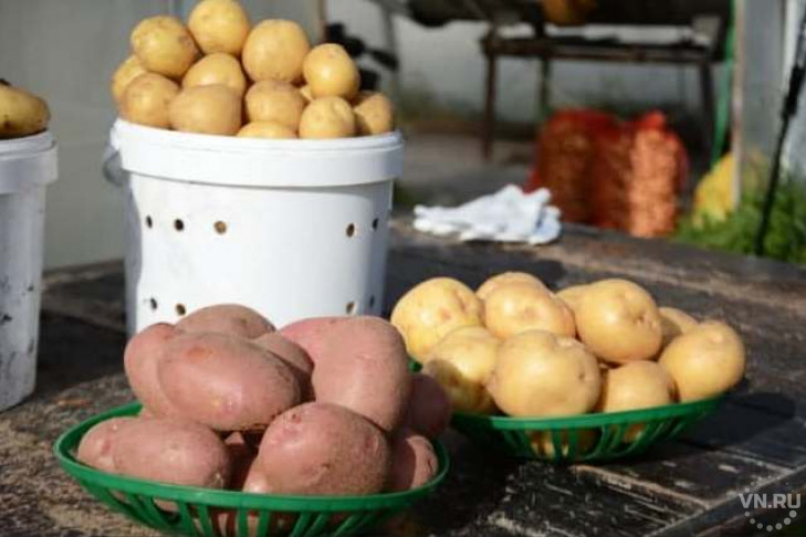 Уникальный сорт картофеля создали сибирские ученые