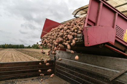 Картофель начали сажать крестьяне Новосибирской области