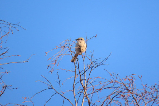 Беспощадная птица-палач стала орудовать в Новосибирске