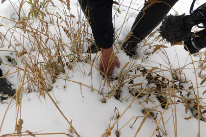 О первых страховых случаях у новосибирских аграриев сообщил министр Шинделов