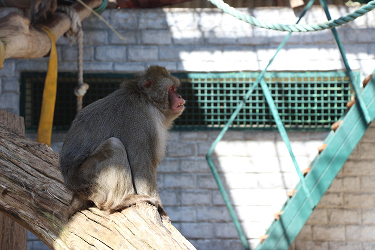 Японская макака Китана прибыла в Новосибирск в поисках семейного счастья