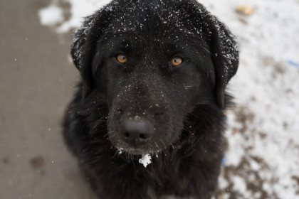 За расправу над Арчи житель Новосибирской области получил условный срок