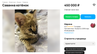 Котёнка редкой породы продают в Новосибирске за 450 тысяч рублей