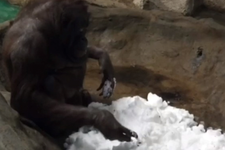 Орангутан Мишель впервые попробовала снег в Новосибирском зоопарке