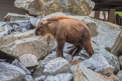 Новосибирский зоопарк впервые показал детеныша золотистого такина