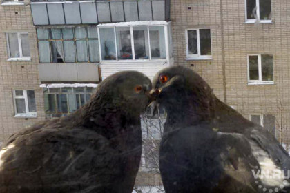 Любовь и гнезда строят птицы в Новосибирском зоопарке