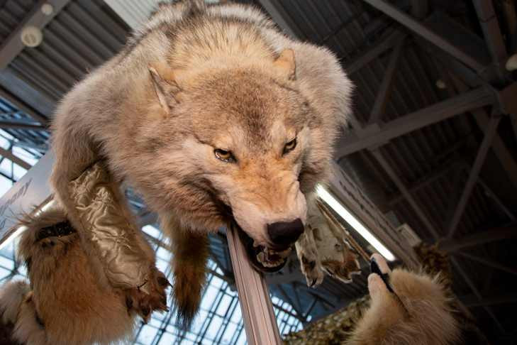 Волк в собачьей шкуре напугал жителей села Толмачево под Новосибирском