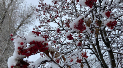 Последняя неделя 2025 года в Новосибирске начнётся с мороза