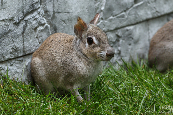 Крохотные чакоанские мары зарылись в сено в Новосибирске