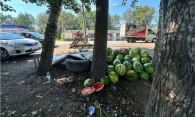 Торговцы-нелегалы разбежались: 400 кг арбузов изъяли у мигрантов в Новосибирске