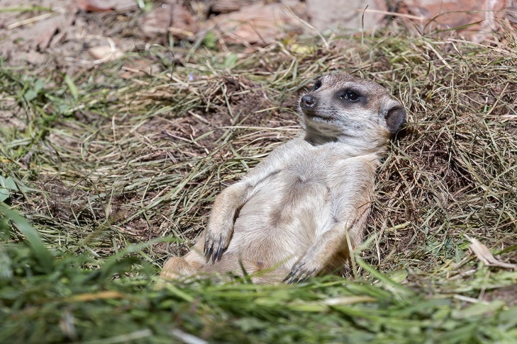 Доминирующая самка появилась в новой семье сурикатов в Новосибирском зоопарке