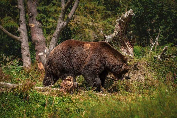 Медведь затаился в чаще села Круглоозерное Убинского района