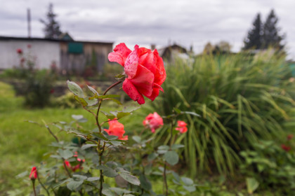 Новосибирскому дачнику смягчили приговор за цветы в огороде