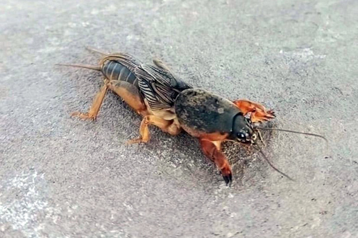 «Душа в пятки»: медведки стали чаще попадаться под Новосибирском