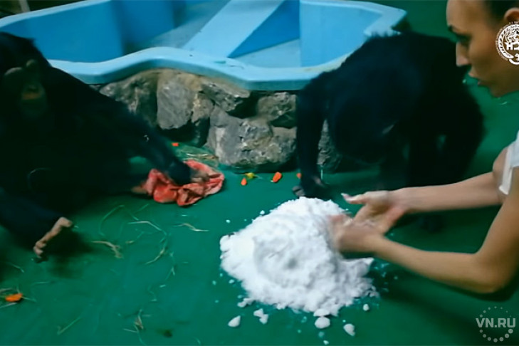 Шимпанзе Филя и Люся впервые увидели снег