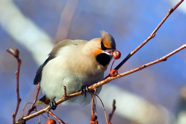 Точную дату весеннего потепления-2026 назвали синоптики в Новосибирске
