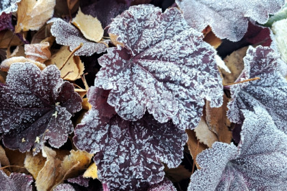 Дату первых заморозков до -2 назвали синоптики в Новосибирске