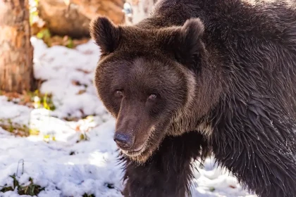 Говорите о чем угодно: новосибирцев предупредили о встрече с медведем