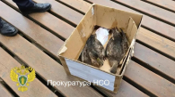В Новосибирске прокуратура начала проверку из-за гибели уток в парке Каменка