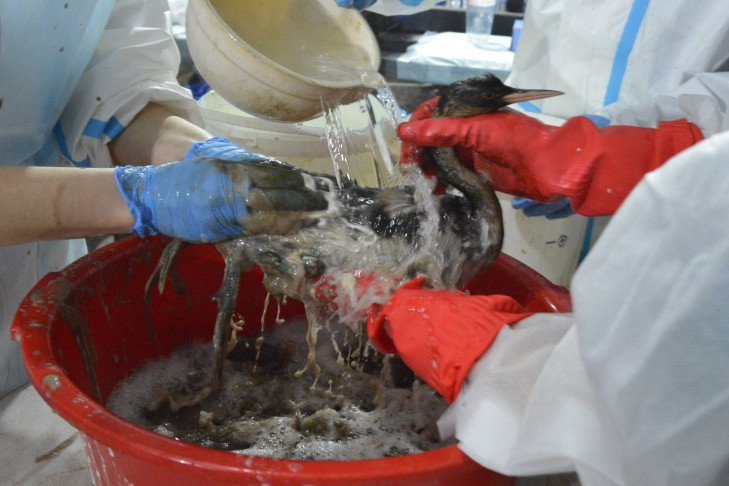 ВТБ направит 25 млн рублей на устранение последствий разлива мазута в Керченском проливе