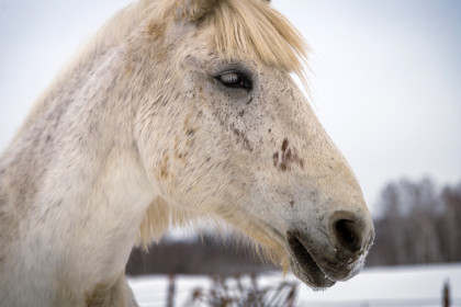 О погоде в новогоднюю ночь-2026 в Новосибирске рассказала синоптик Кичанова