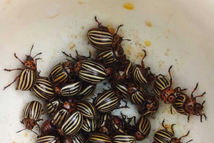 Стеклянные «тюрьмы» для колорадских жуков устраивают новосибирские дачники