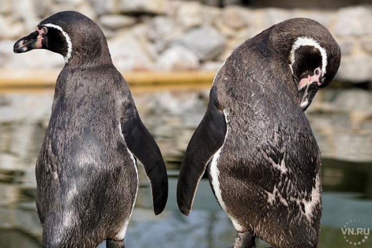 День пингвина впервые отметят новосибирцы
