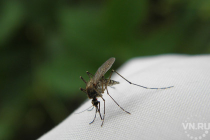 Комары и мошки закусали жильцов «проблемного» дома в Убинке